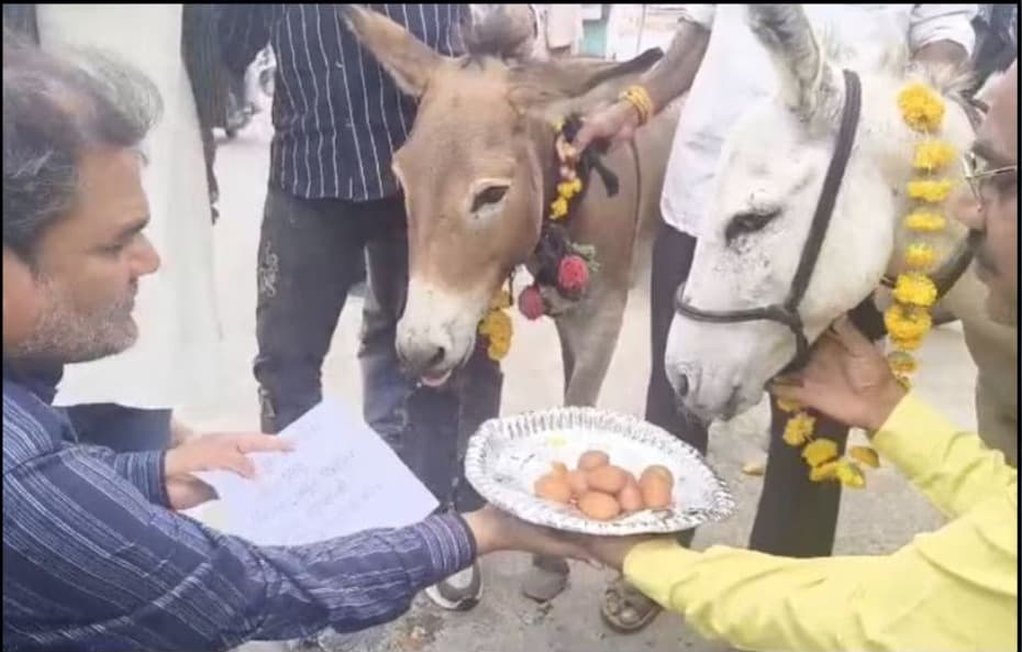 बारिश बुलाने का अनोखा टोटका, गधों को खिलाए गए गुलाब जामुन
