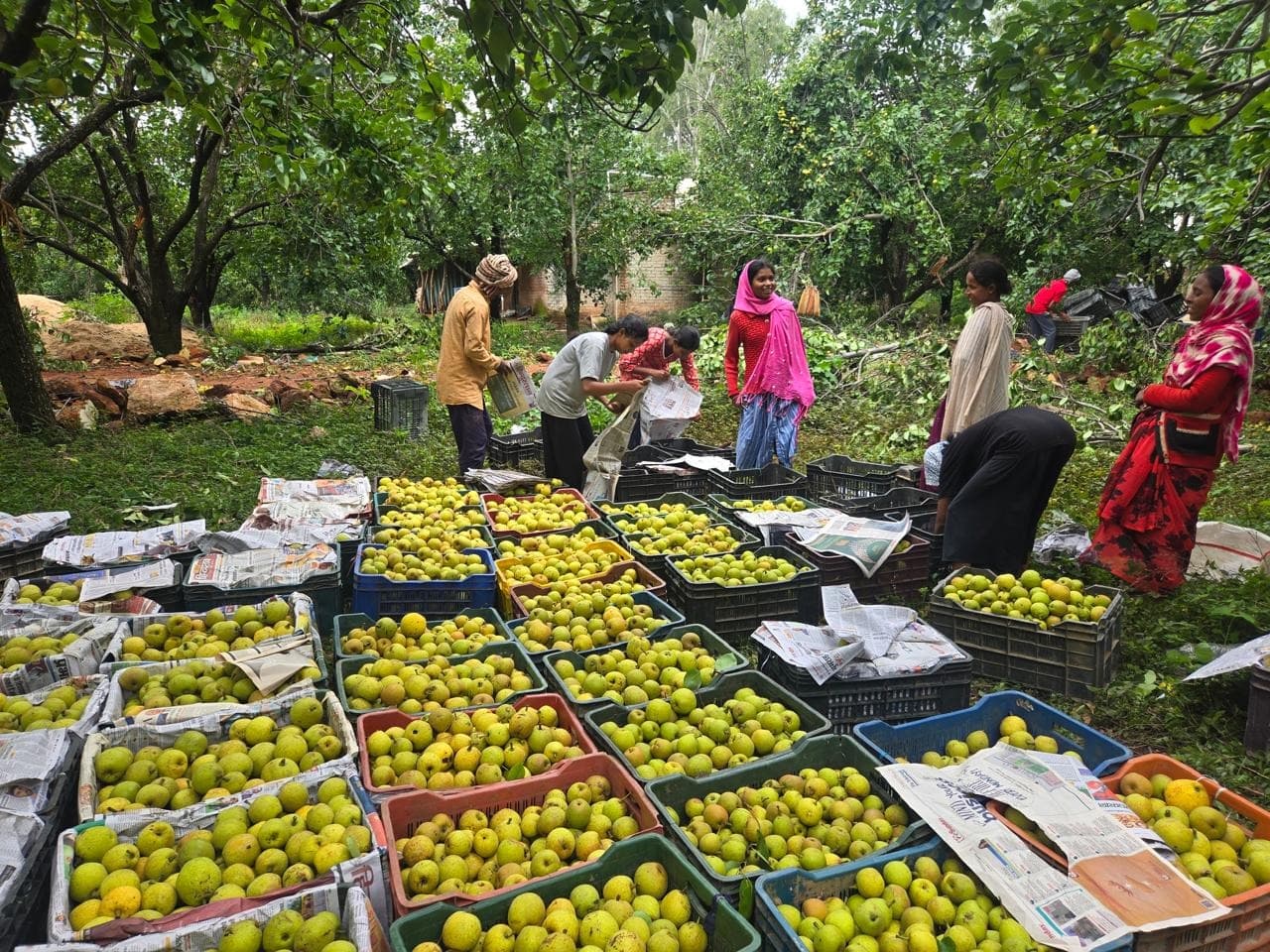 नेतरहाट के नाशपाती आ गए हैं बाजार में
