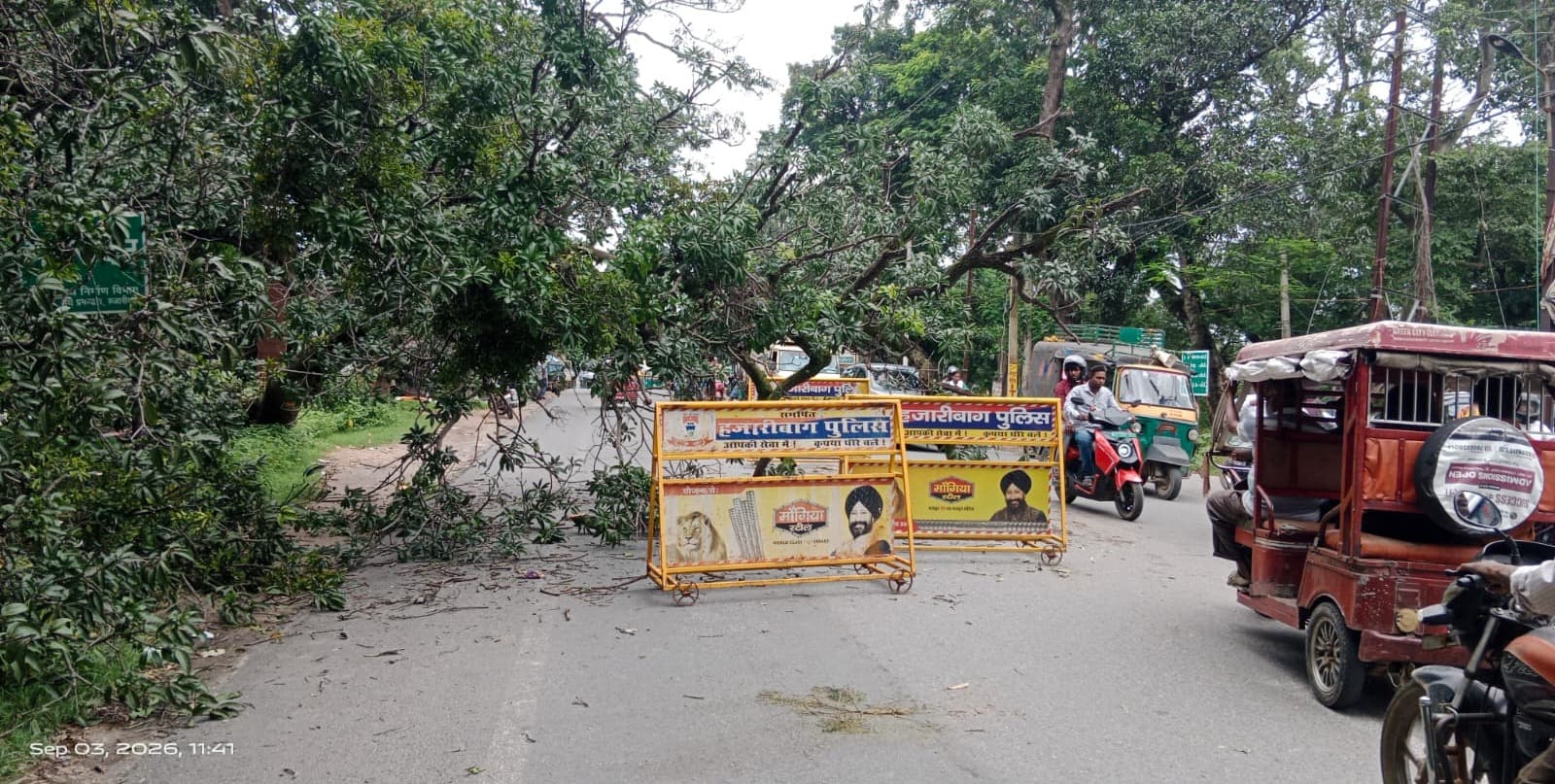हादसे का इंतजार या पहले होगी कार्रवाई? वार्ड-04 में सड़क पर गिरा विशाल आम का पेड़