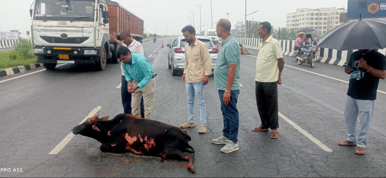 बरसात में लापरवाही बनी बेजुबानों की मौत का कारण दो गायों की दर्दनाक मौत
