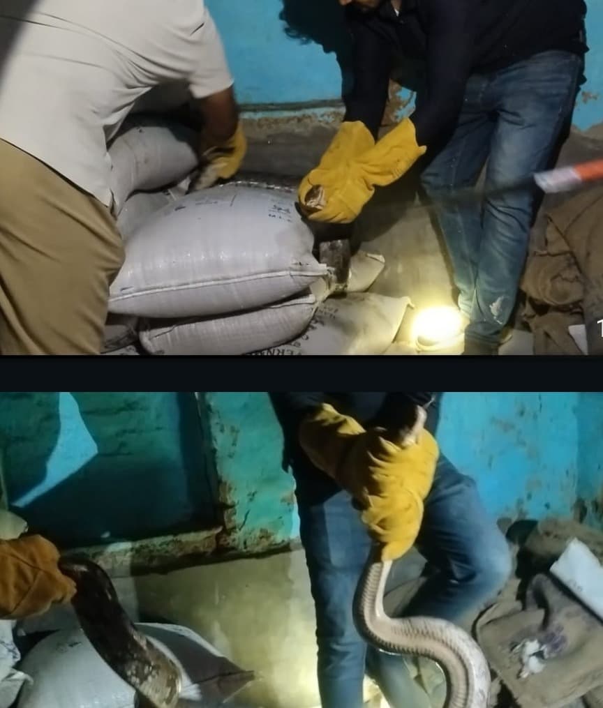 घर में घुसा अजगर को वन विभाग ने रेस्क्यु कर सुरक्षित निकाला 