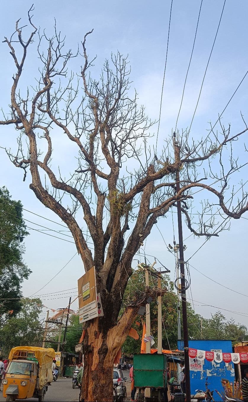 मैं एक मरा हुआ पेड़ हूं...