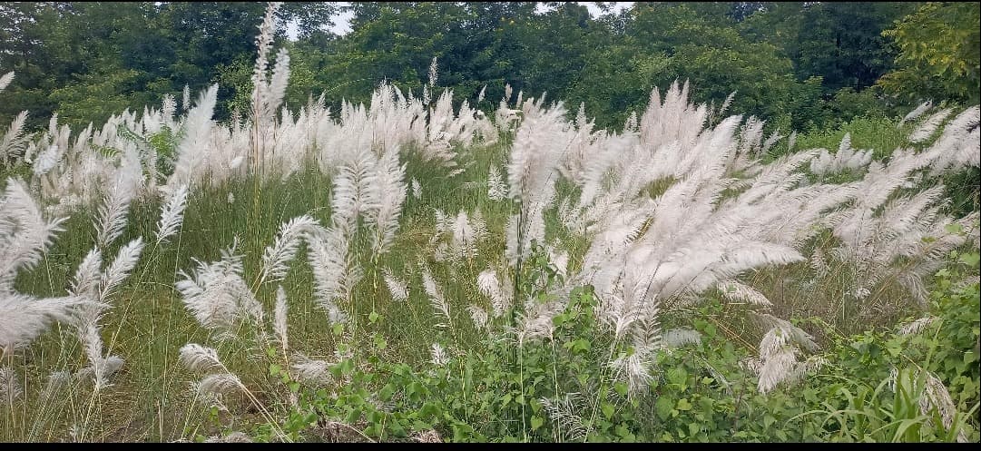 कोयलांचल की धरती पर कास के फूलों ने बिखेरी सफेद छटा