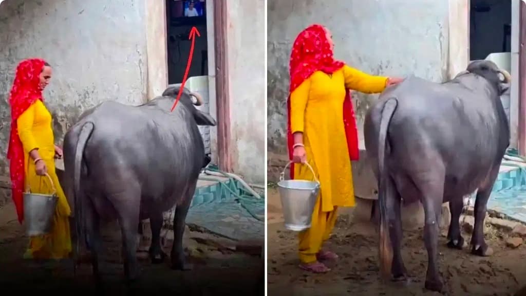 OMG! टीवी देखे बिना दूध नहीं देती 'टीवी लवर' भैंस