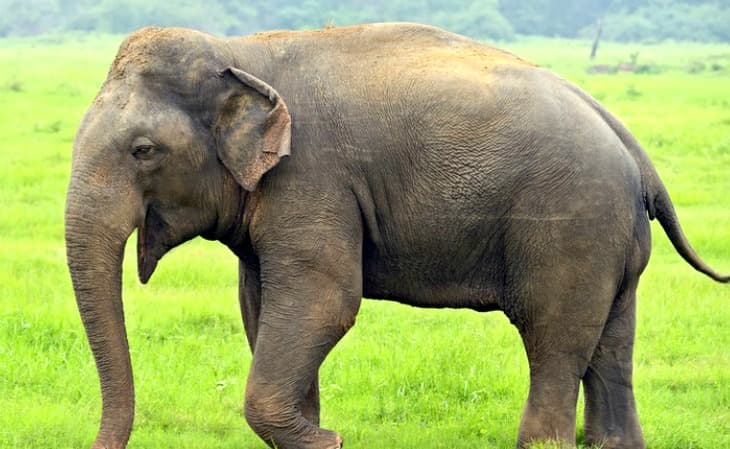 कोडरमा में गजराज का आतंक जारी, महिला की कुचलकर मौत