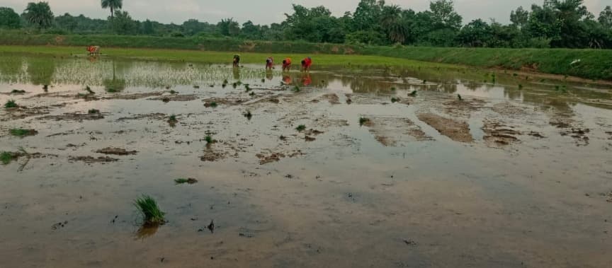 सूखे की मार झेल रहे किसान, पटवन से बचा रहे धान की फसल, खेतों में पानी नहीं तो रोपनी ठप