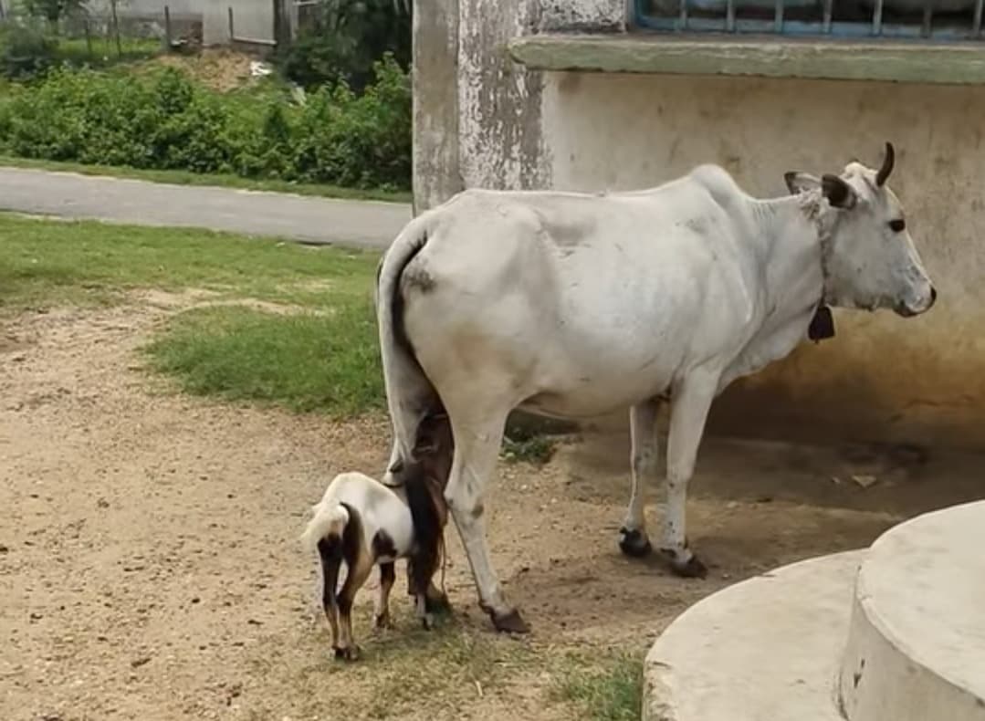 ममता की कोई सीमा नहीं होती... गाय ने बकरी के बच्चे को पिलाया दूध, तस्वीर ने जीता दिल 