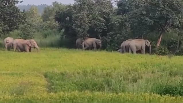 कोइहारा गांव में हाथियों के झुंड ने मचाया उत्पात, फसलों को किया बर्बाद
