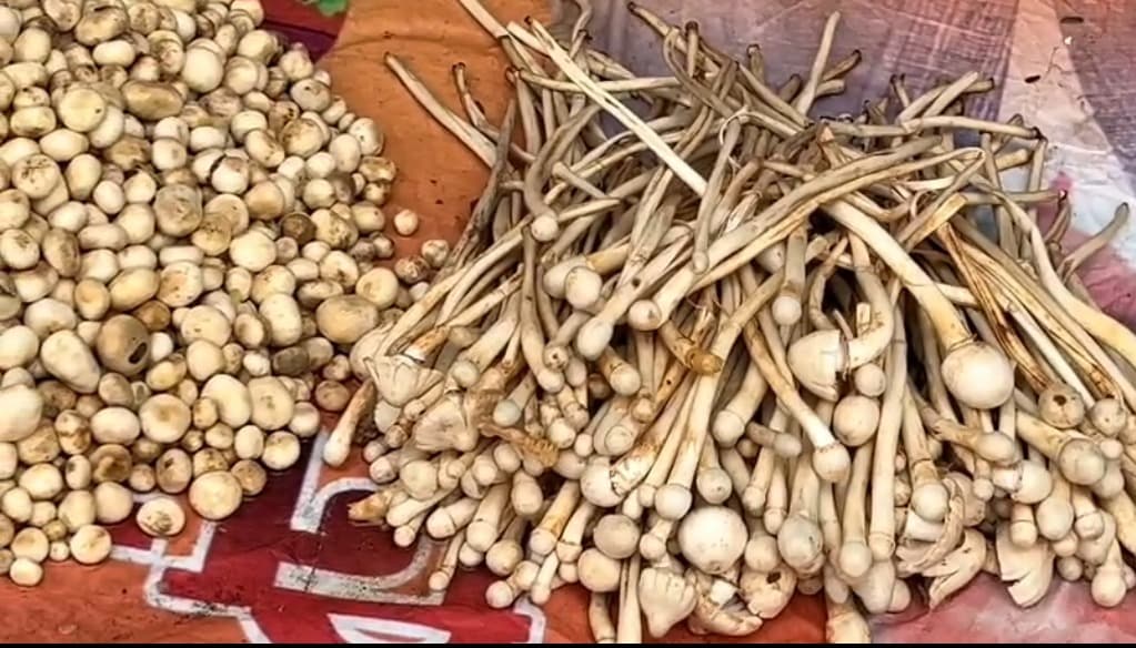 मिलिए 2 हज़ार रुपये किलो वाली सब्जी से हजारीबाग के बाजारों में 'फूटका' और 'खुखड़ी' की  आसमान छूती कीमतें