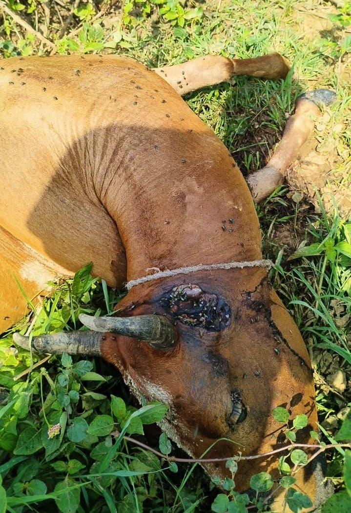 बिजली विभाग की लापरवाही से दुधारू गाय की मौत, ग्रामीणों में आक्रोश