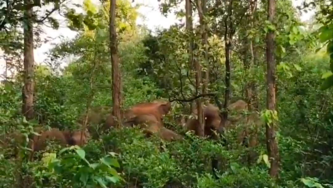 हजारीबाग में हाथियों के झुंड ने ली जान