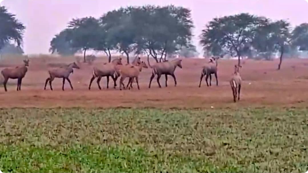 गढ़वा में वन विभाग की पहल रंग लाई, जंगल में पानी-भोजन मिलने से कम हुआ मानव-वन्यजीव संघर्ष