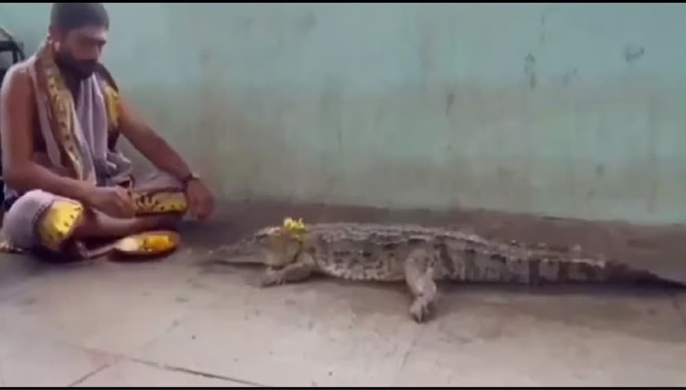 बारिश के लिए खूंखार मगरमच्छ की पूजा, तेलंगाना में अनोखा नजारा देख हैरान रह गए लोग
