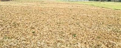 जून के अंतिम सप्ताह में भी सूखे खेत, आसमान पर टिकी किसानों की उम्मीदें