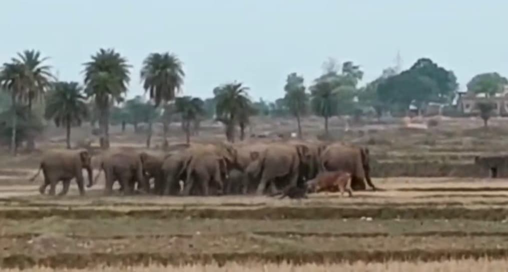 कोडरमा में हाथियों का बढ़ता आतंक, अब शहरी इलाकों तक पहुंचा झुंड; ग्रामीणों में दहशत