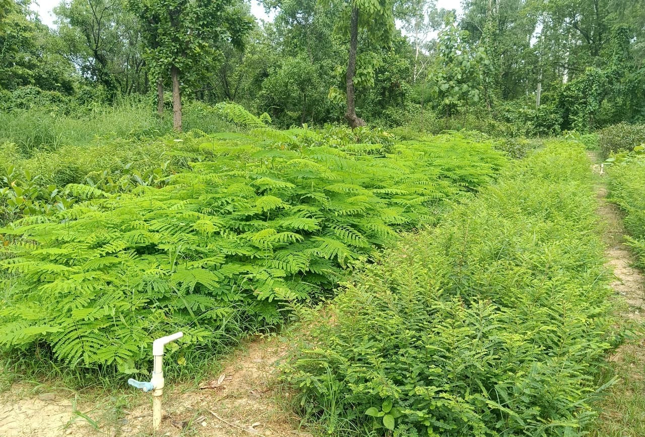 हरियाली की ओर मांडू का बड़ा कदम: नौ जंगलों में लगेंगे 1.79 लाख पौधे, वन क्षेत्र विस्तार को मिलेगी नई रफ्तार