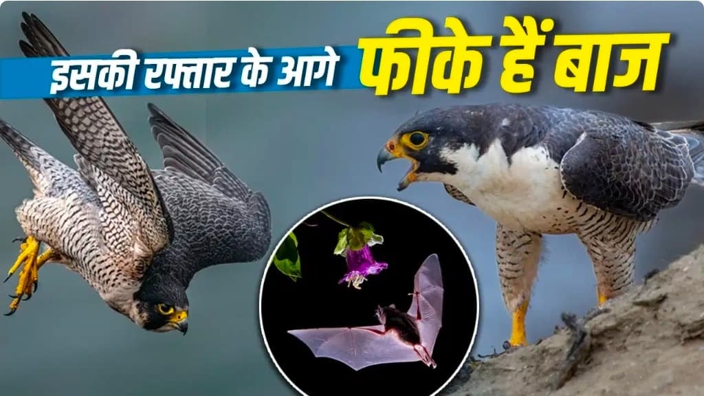मां की तरह बच्चे को जन्म देता है, पर उड़ता है बिजली की रफ्तार से! दुनिया का सबसे तेज़ उड़ने वाला जीव निकला चमगादड़