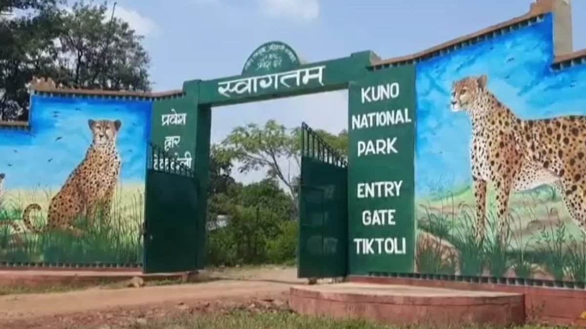 कूनो में बड़ा झटका, भारतीय मूल की मादा चीता KGP-11 की मौत