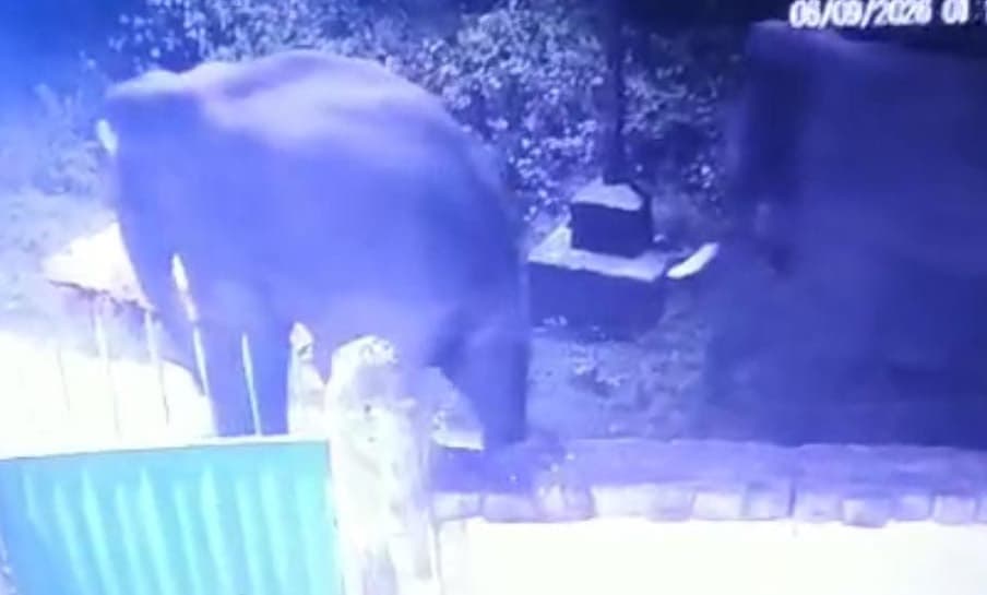 डाड़ी के जंगलों में फिर पहुंचा हाथियों का झुंड, ग्रामीणों में बढ़ी चिंता