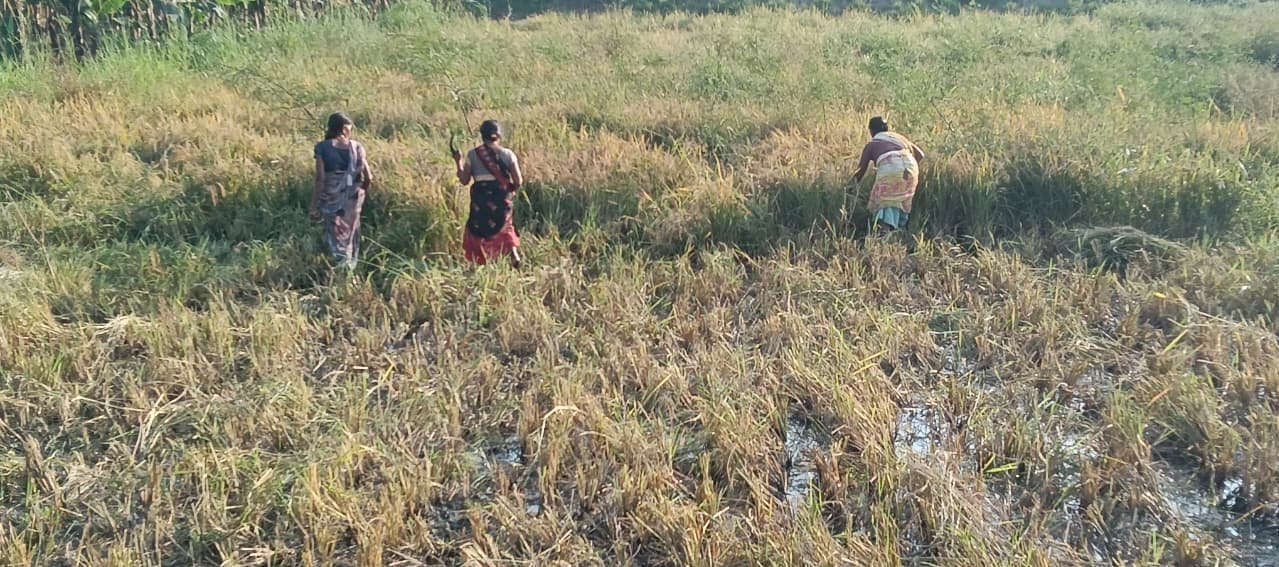 केवीके रामगढ़ में सूखा सहिष्णु धान की शानदार उपज, प्रति हेक्टेयर 42 से 46 क्विंटल उत्पादन