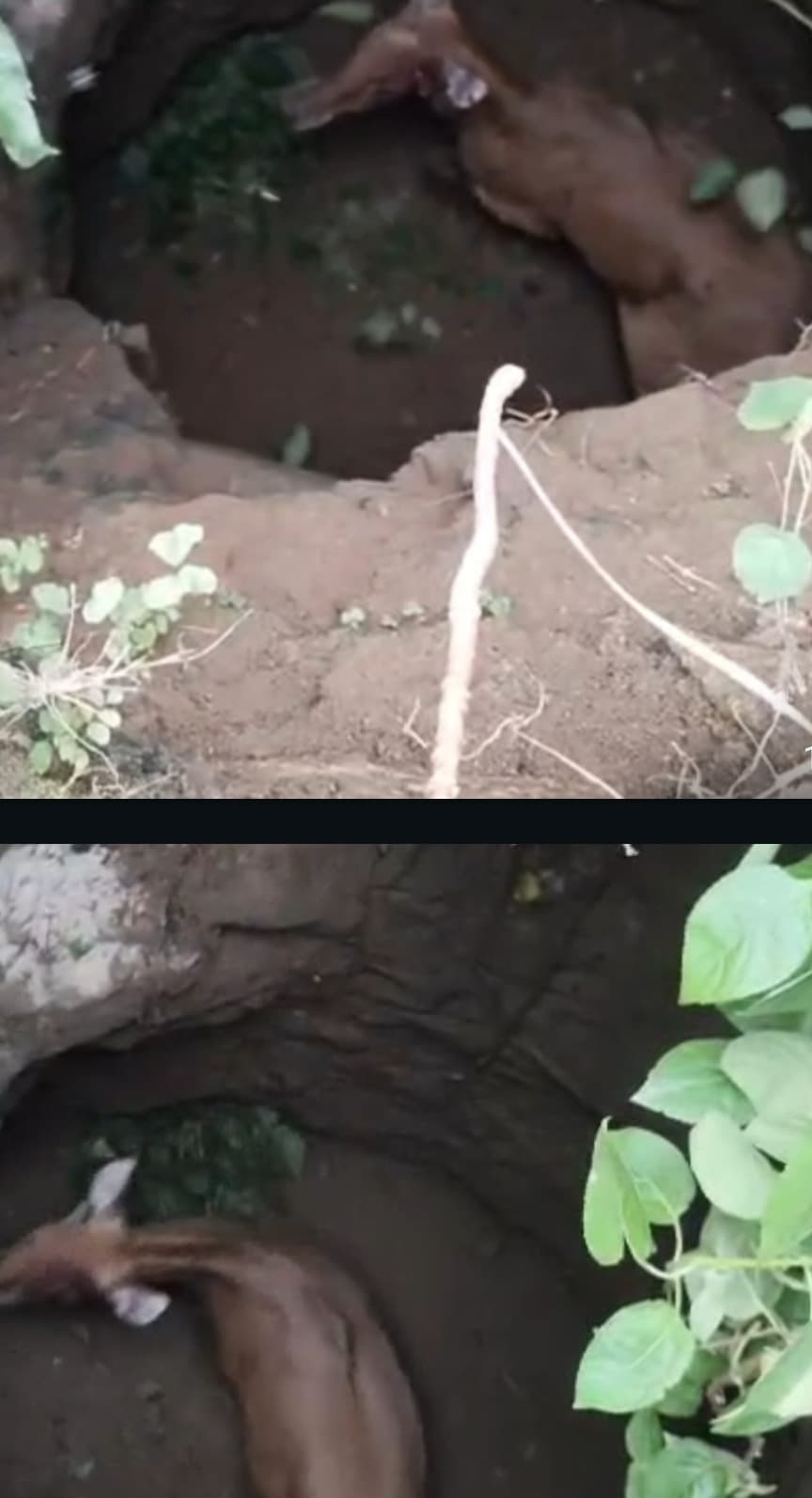 कुएं में गिरी नीलगाय, जानकारी के बावजूद देर शाम तक वन विभाग की नहीं पहुंची टीम 