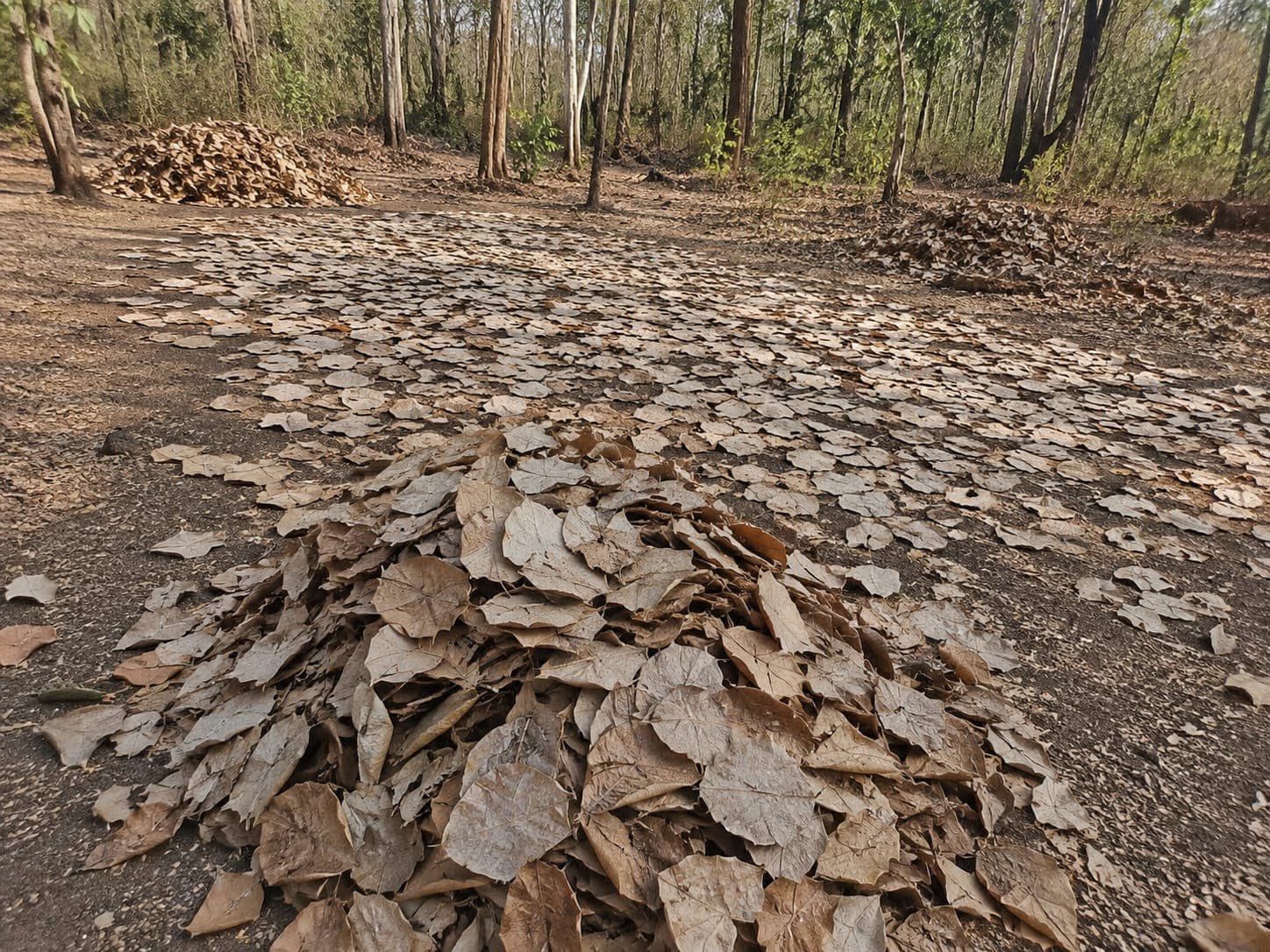 वन्यप्राणी आश्रयणी के जंगलों में धड़ल्ले से हो रही केंदु पत्ता तोड़ाई, विभागीय निगरानी पर उठे सवाल