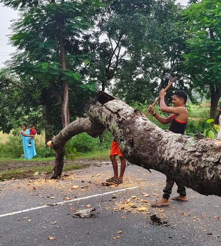 सड़क पर अचानक गिरा विशाल बरगद, टला बड़ा हादसा