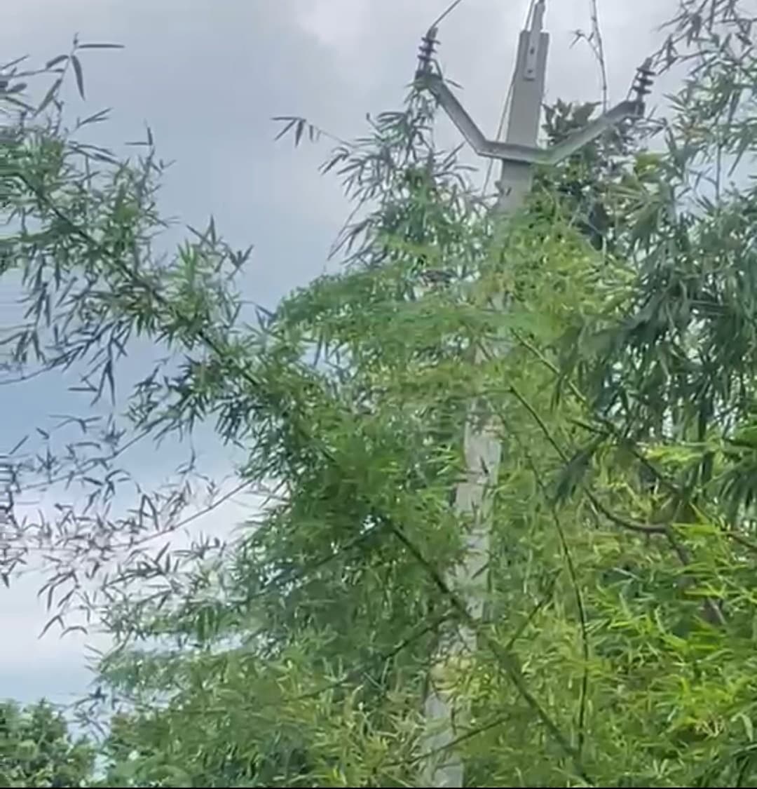 जंगल में गाड़े गए पोल, पेड़ कटे और वनपाल एक-दूसरे के पाले में डालते रहे गेंद